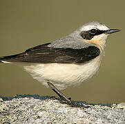 Northern Wheatear