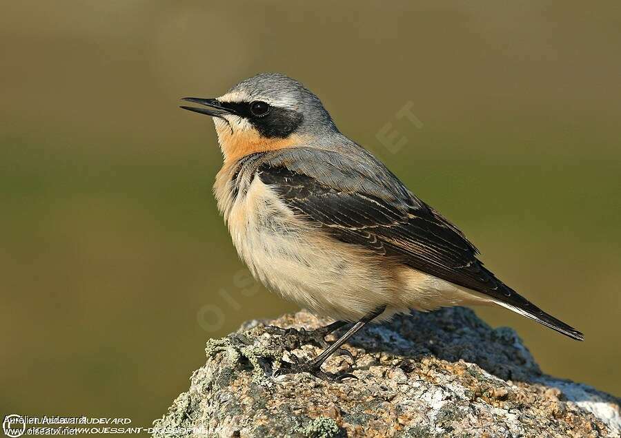 Northern Wheatear male adult breeding, identification