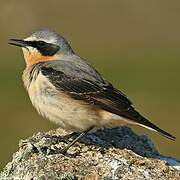 Northern Wheatear