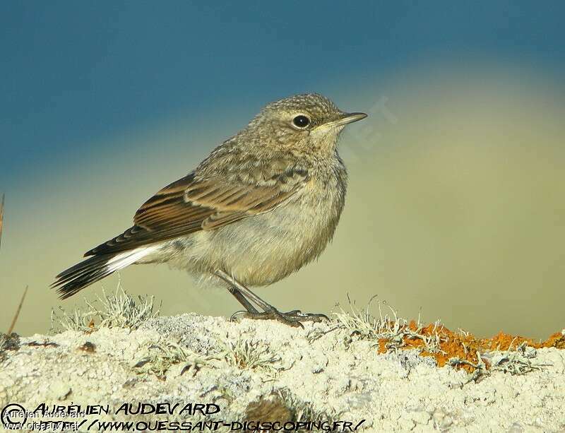 Northern Wheatearjuvenile, identification