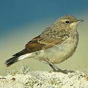 Northern Wheatear