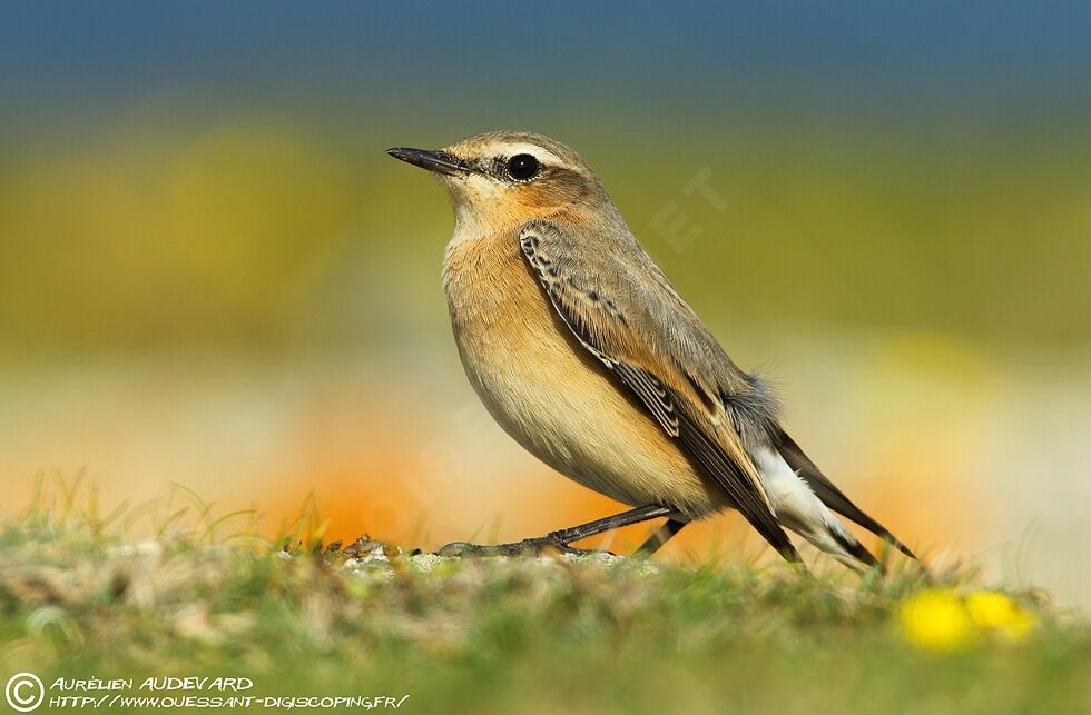 Northern Wheatear