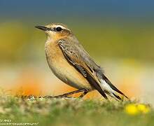 Northern Wheatear