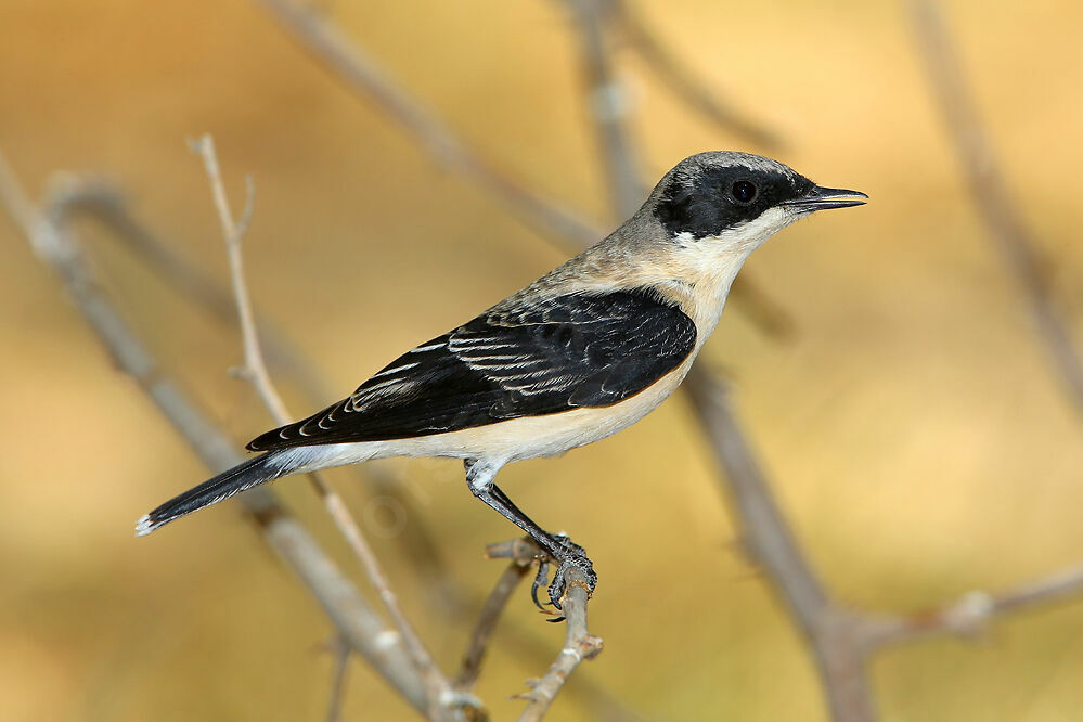 Eastern Black-eared Wheatear male adult transition, identification