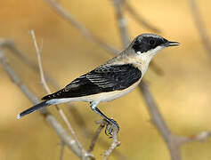 Eastern Black-eared Wheatear