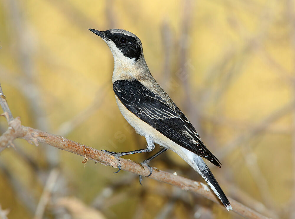 Eastern Black-eared Wheatear male adult post breeding, identification