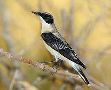 Eastern Black-eared Wheatear