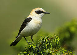 Black-eared Wheatear