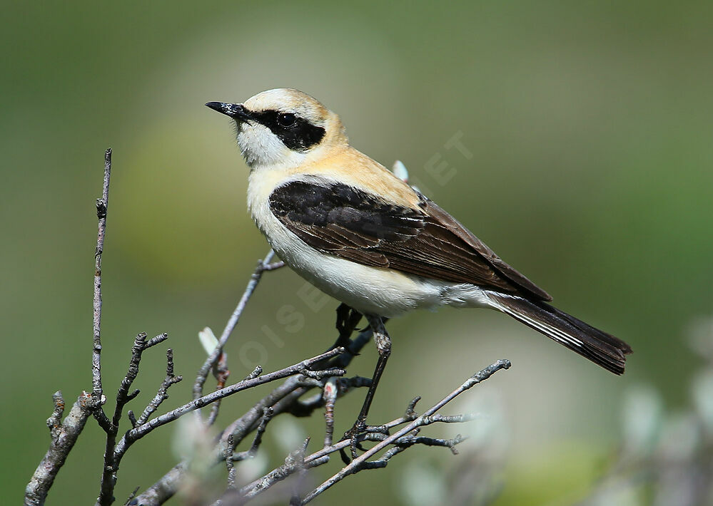 Black-eared Wheatear