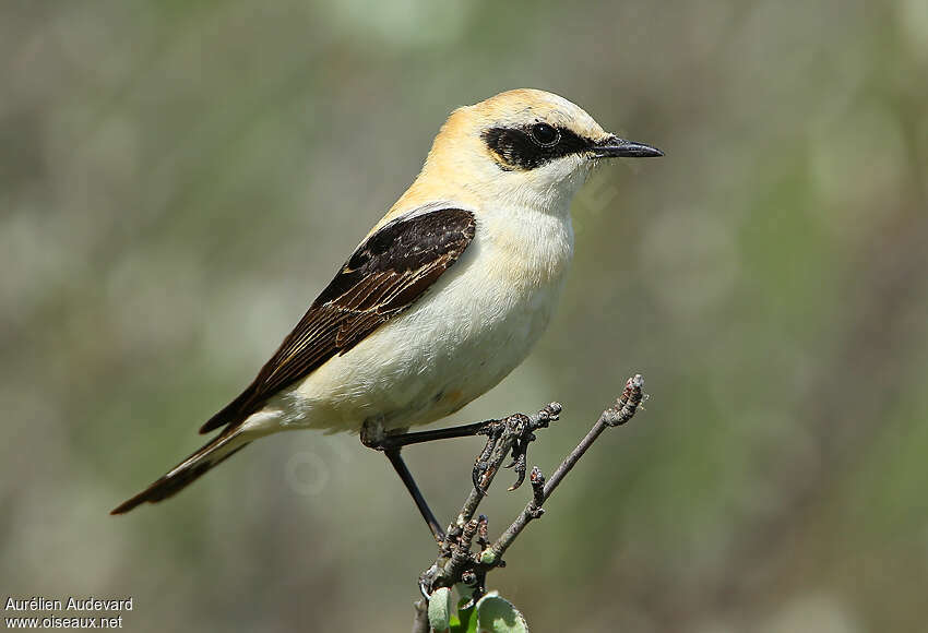 Black-eared Wheatear male adult, identification