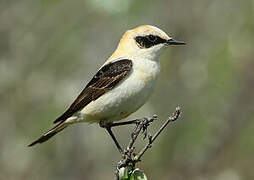 Black-eared Wheatear