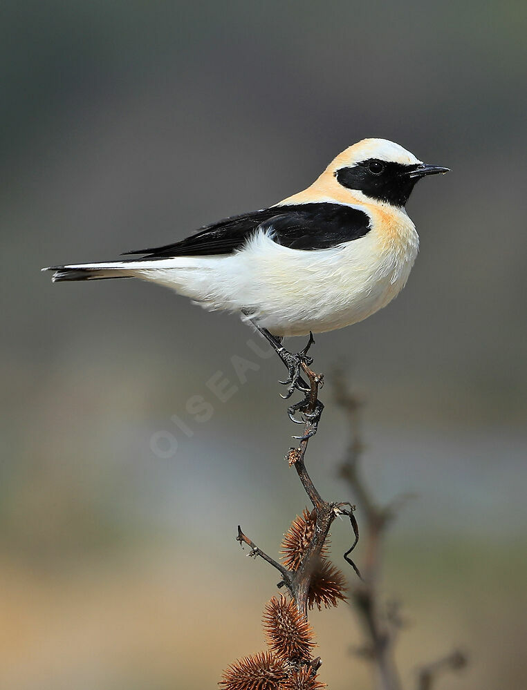 Black-eared Wheatear