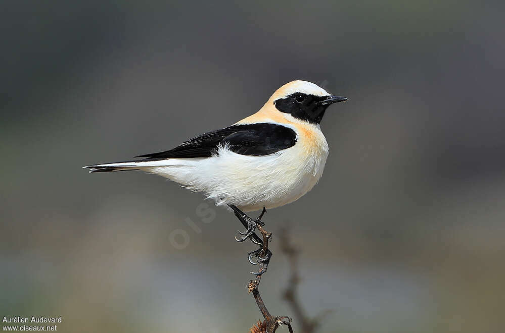 Western Black-eared Wheatear male adult breeding, identification