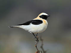 Western Black-eared Wheatear