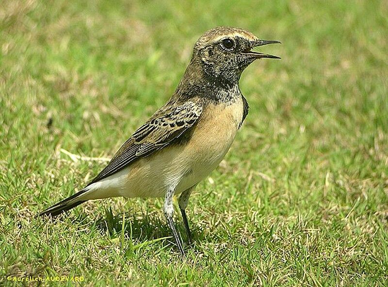 Pied Wheatear