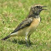 Pied Wheatear