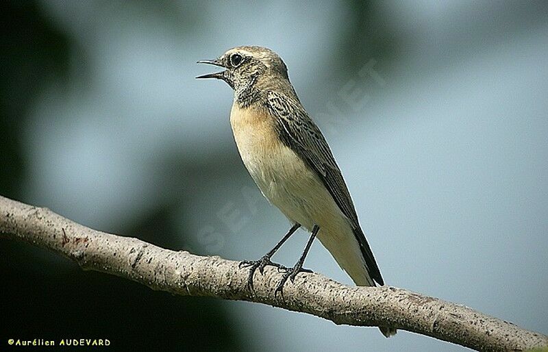 Pied Wheatear