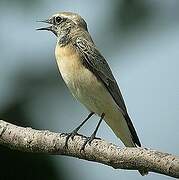 Pied Wheatear