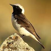 Pied Wheatear