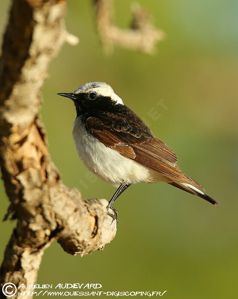 Pied Wheatear