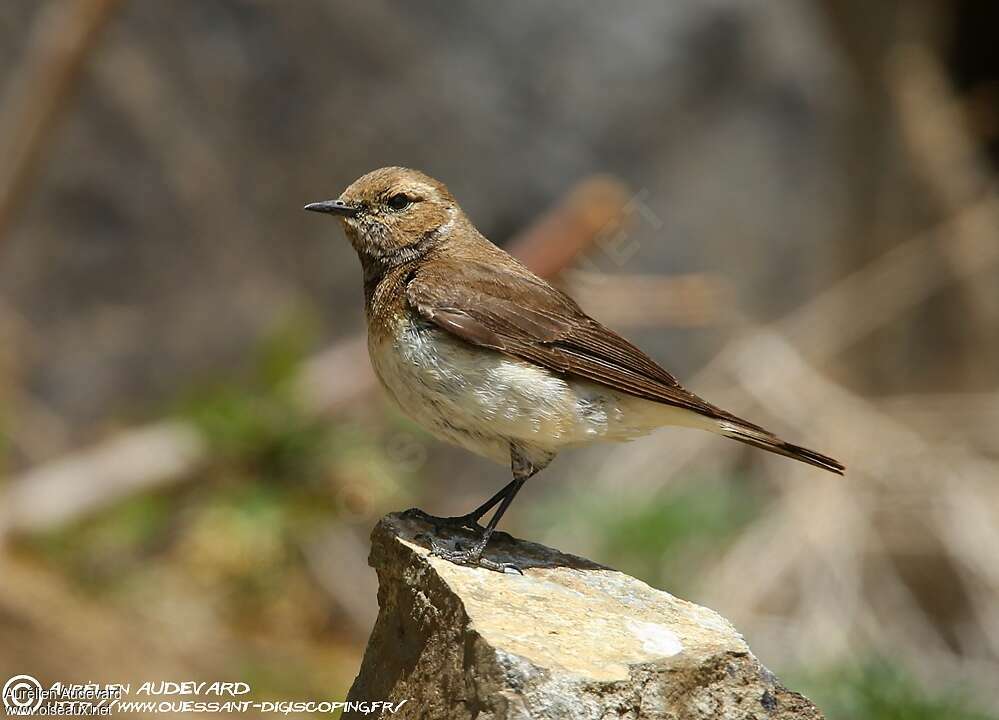 Pied Wheatear female adult breeding, identification