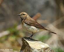 Pied Wheatear