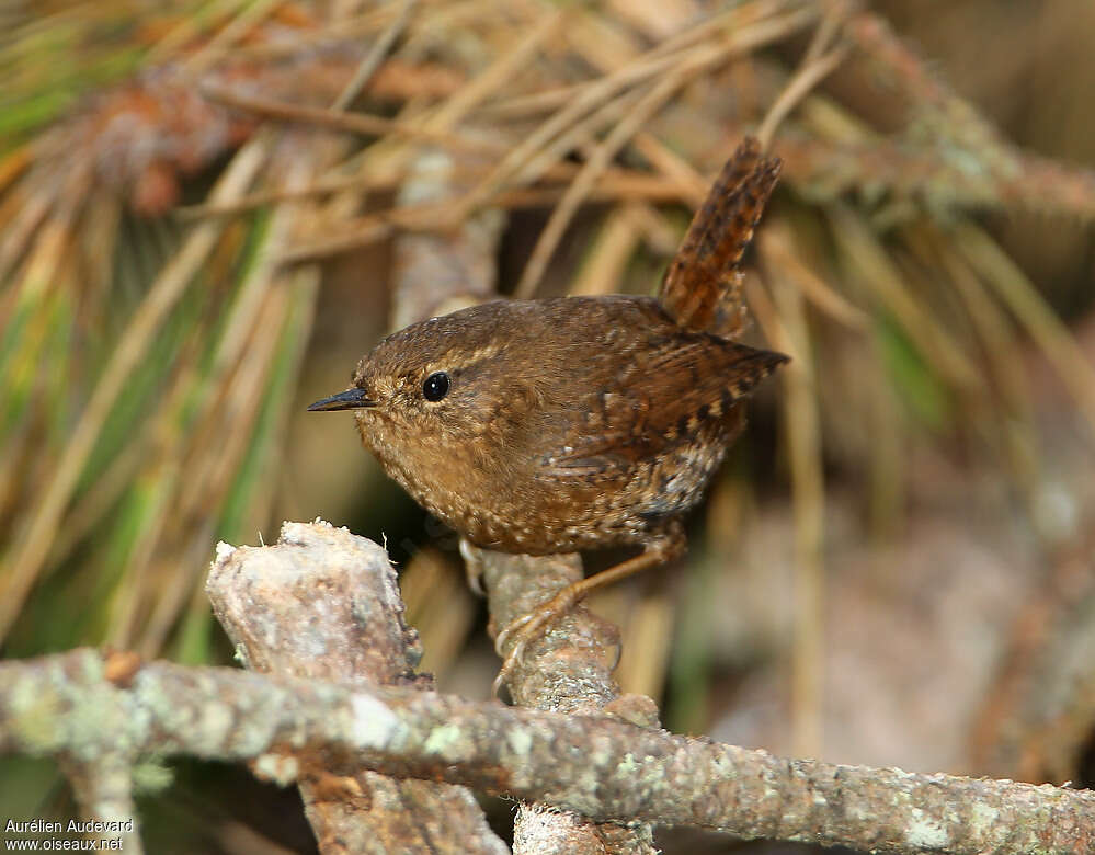 Troglodyte de Baird, identification