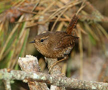 Pacific Wren