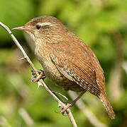 Eurasian Wren