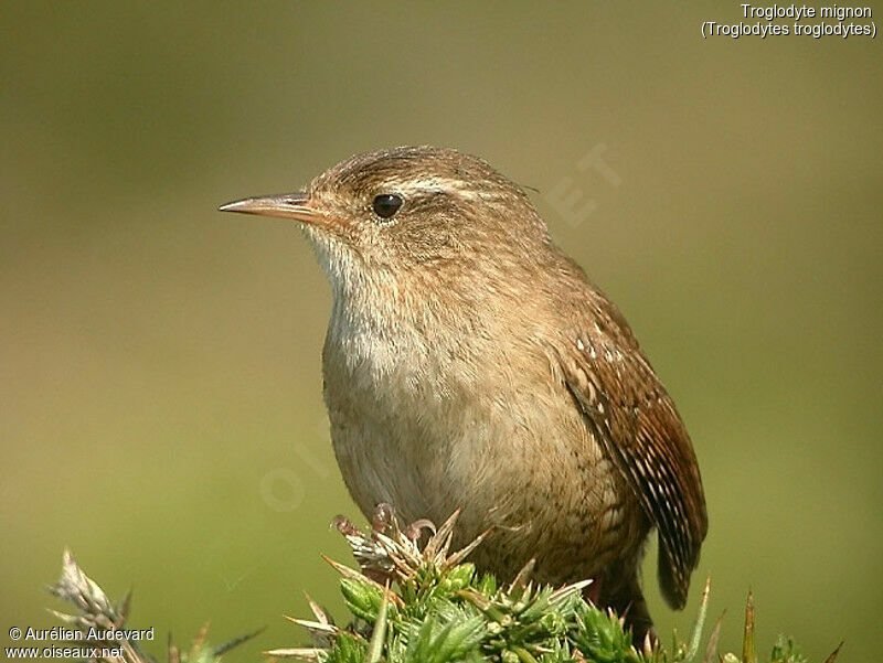 Eurasian Wren