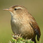 Eurasian Wren