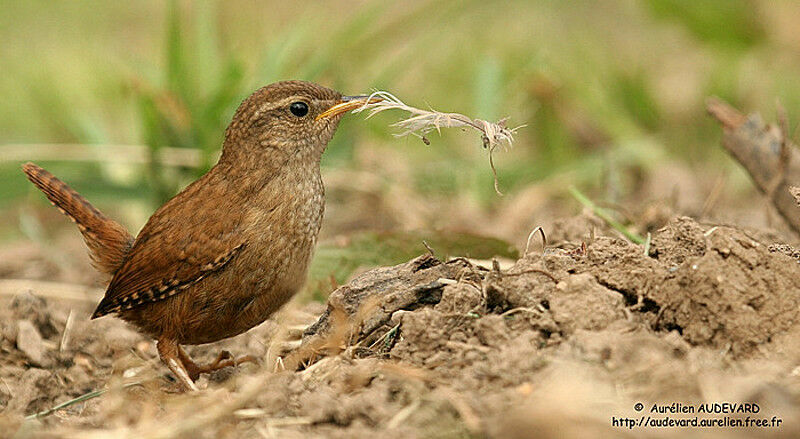 Eurasian Wren