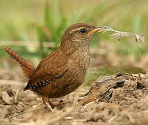 Eurasian Wren