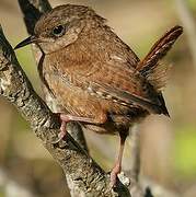 Eurasian Wren