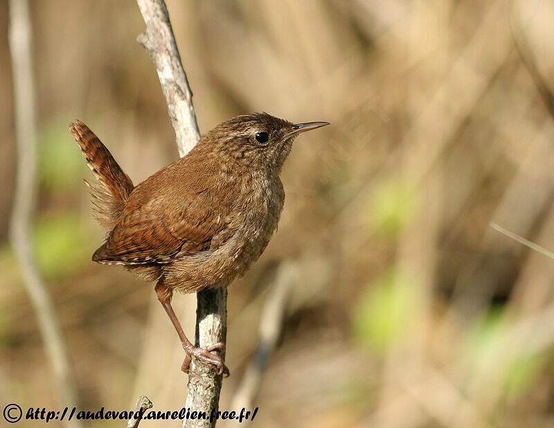 Eurasian Wrenadult