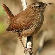 Eurasian Wren