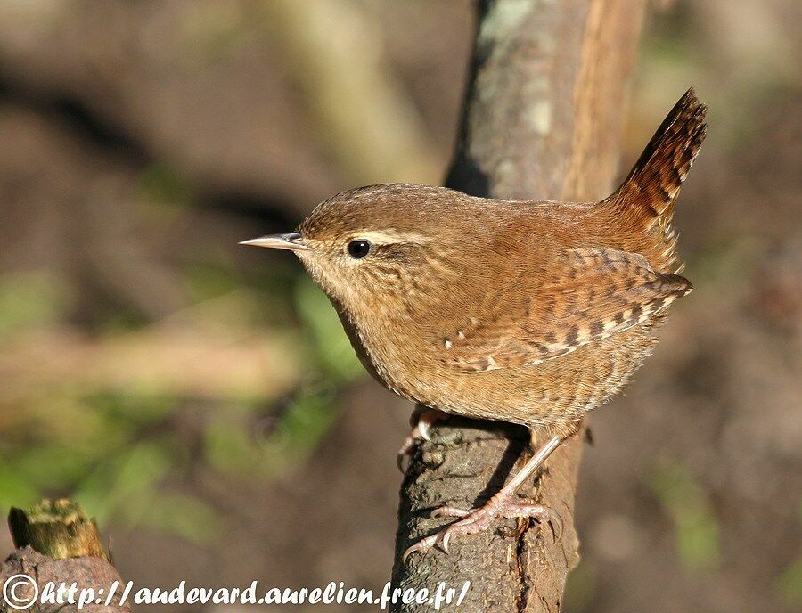 Eurasian Wren