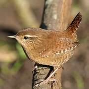 Eurasian Wren