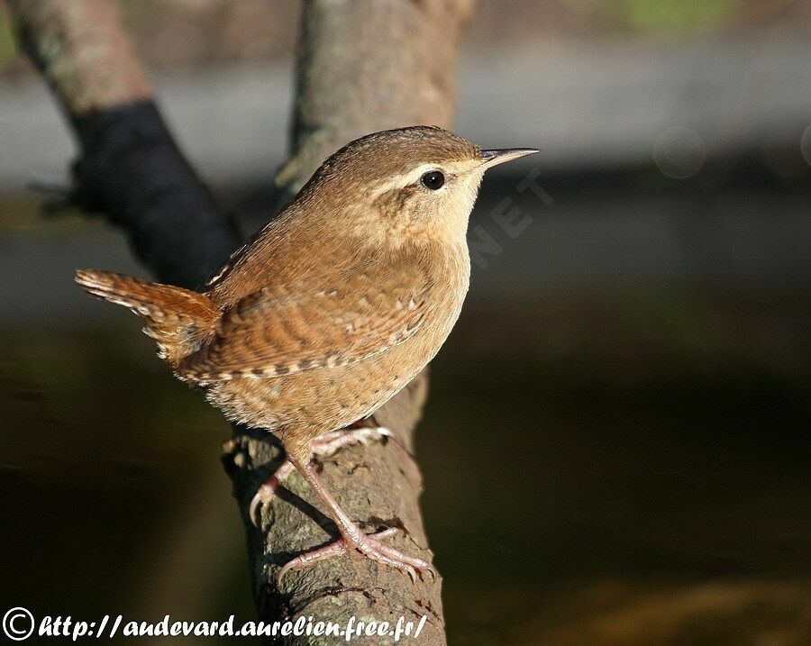 Eurasian WrenFirst year