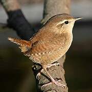 Eurasian Wren