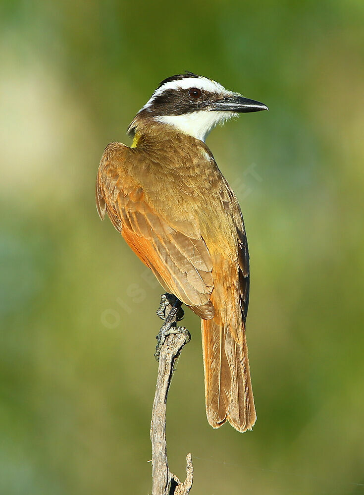 Great Kiskadee