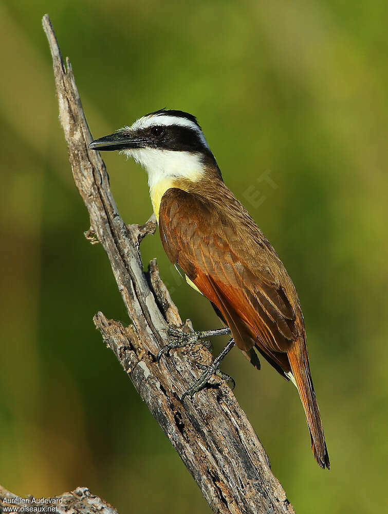 Great Kiskadeeadult breeding, identification