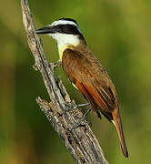 Great Kiskadee