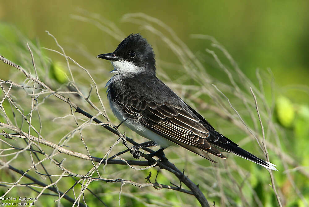 Eastern Kingbirdadult breeding, identification