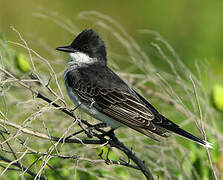 Eastern Kingbird