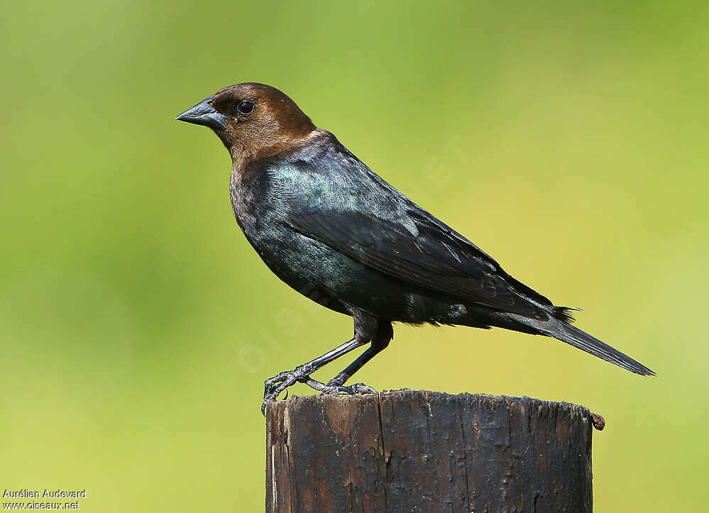 Vacher à tête brune mâle adulte nuptial, identification