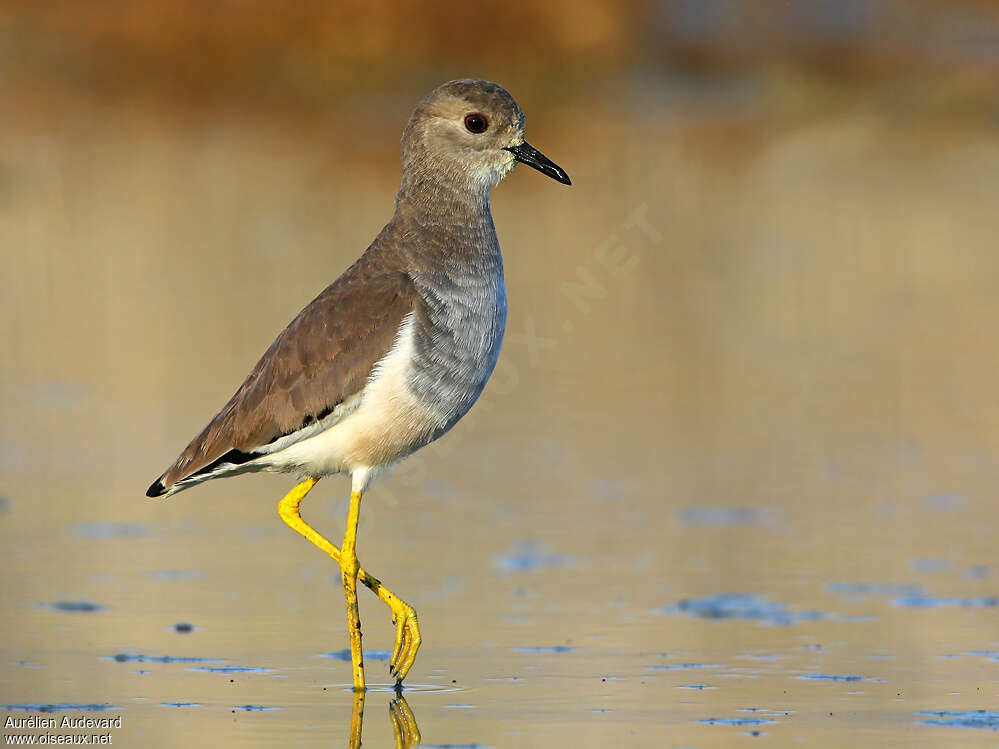 White-tailed Lapwingadult, identification, pigmentation