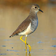 White-tailed Lapwing