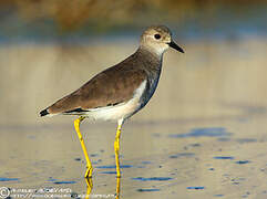 White-tailed Lapwing