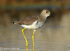 White-tailed Lapwing